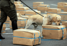 Can Airport Dogs Smell Cbd Gummies