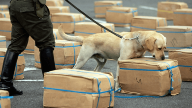 Can Airport Dogs Smell Cbd Gummies