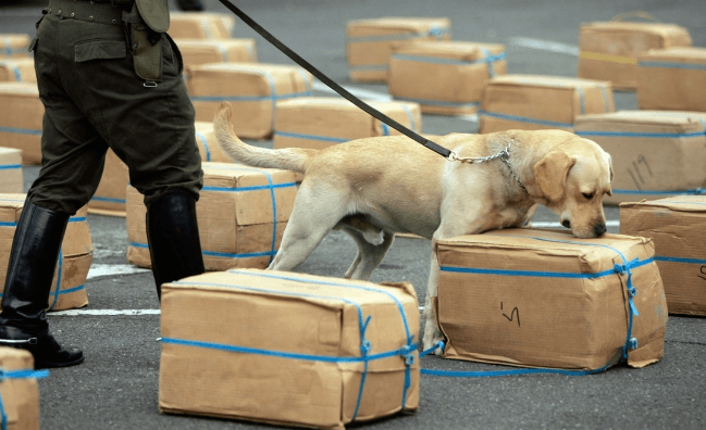 Can Airport Dogs Smell Cbd Gummies