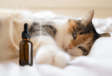 How Long Does Cbd Oil Take to Work in Cats