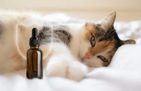 How Long Does Cbd Oil Take to Work in Cats