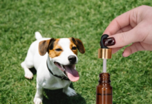 How to Administer Cbd Oil to Dogs