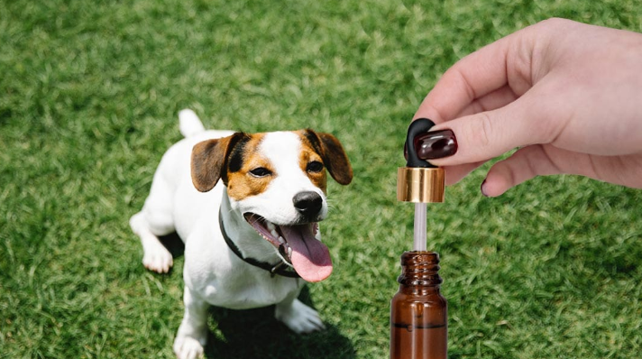 How to Administer Cbd Oil to Dogs