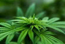 cbd aids thc withdrawal