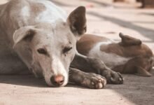 cbd benefits for dogs