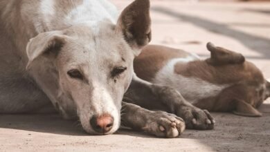 cbd benefits for dogs