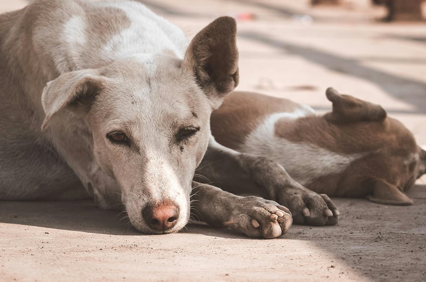 cbd benefits for dogs