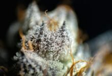cbd breakdown products explained