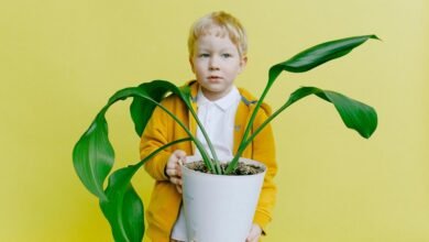 cbd effects on eyes
