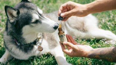 cbd for hyperactive dogs