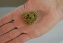 cbd related content inquiry