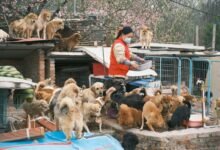 cbd safety for puppies