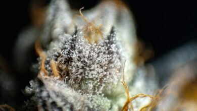 cbd versus cbg comparison