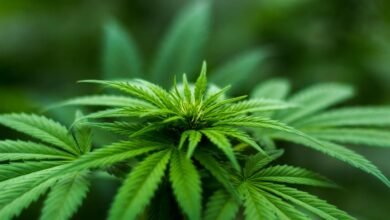 cbd versus thc nausea comparison