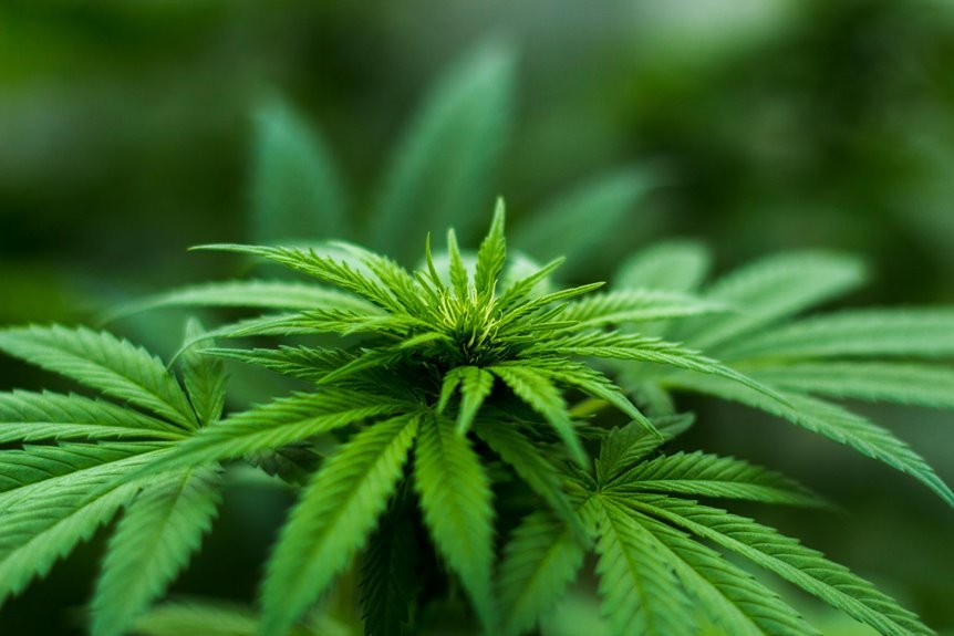 cbd versus thc nausea comparison