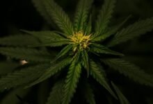 find cbd medic nearby