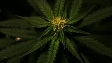 find cbd medic nearby