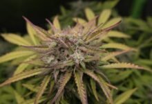 full spectrum contains thc