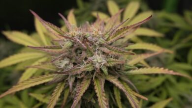 full spectrum contains thc