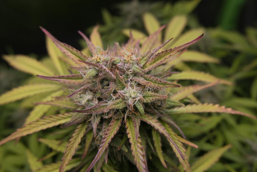 full spectrum contains thc