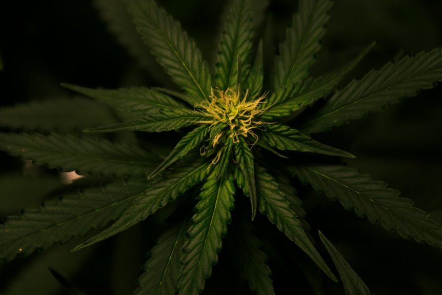 hemp and cbd differences