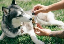 puppy cbd usage inquiry