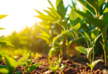 Discover Quality Automatic Cannabis Seeds for Modern Grows